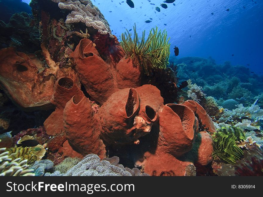 Sloping vertical wall off Bunaken Island