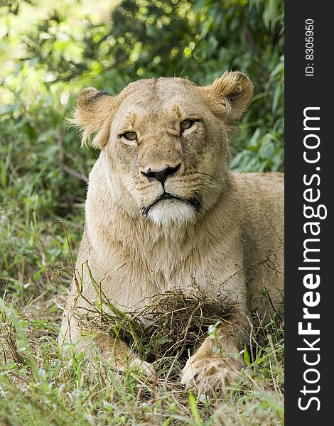 Female lioness resting at private game farm in South Africa