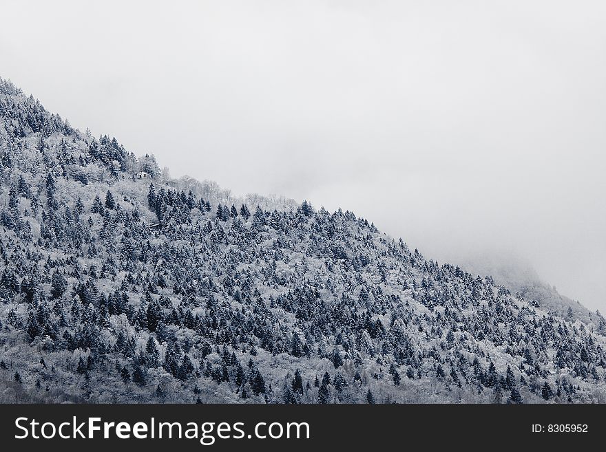 Mountain pine forest covered with snow. Mountain pine forest covered with snow