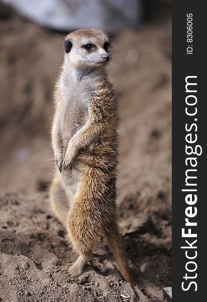 A meerkat stand up and looks around