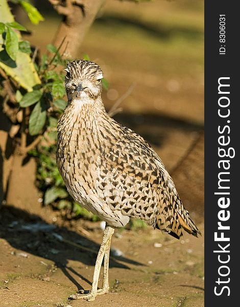 Francolin bird on private game farm in South Africa