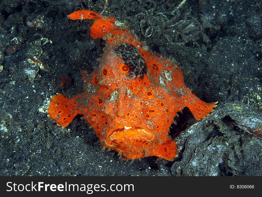 Orange frogfish buried in sand on coral reef. Orange frogfish buried in sand on coral reef