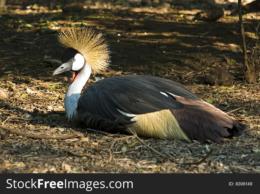Crowned Crane ruffling feathers on private game farm in South Africa. Crowned Crane ruffling feathers on private game farm in South Africa