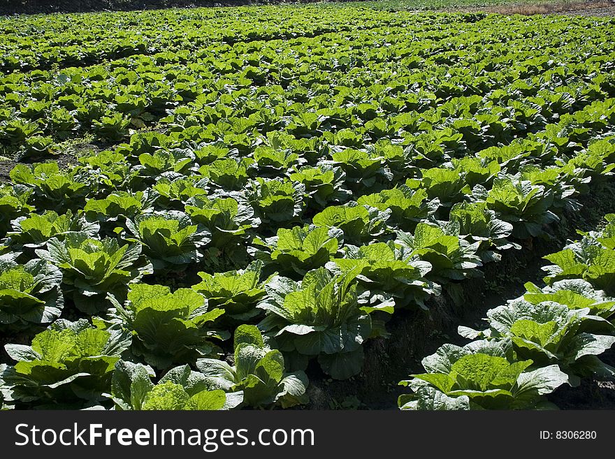 Cabbage Field