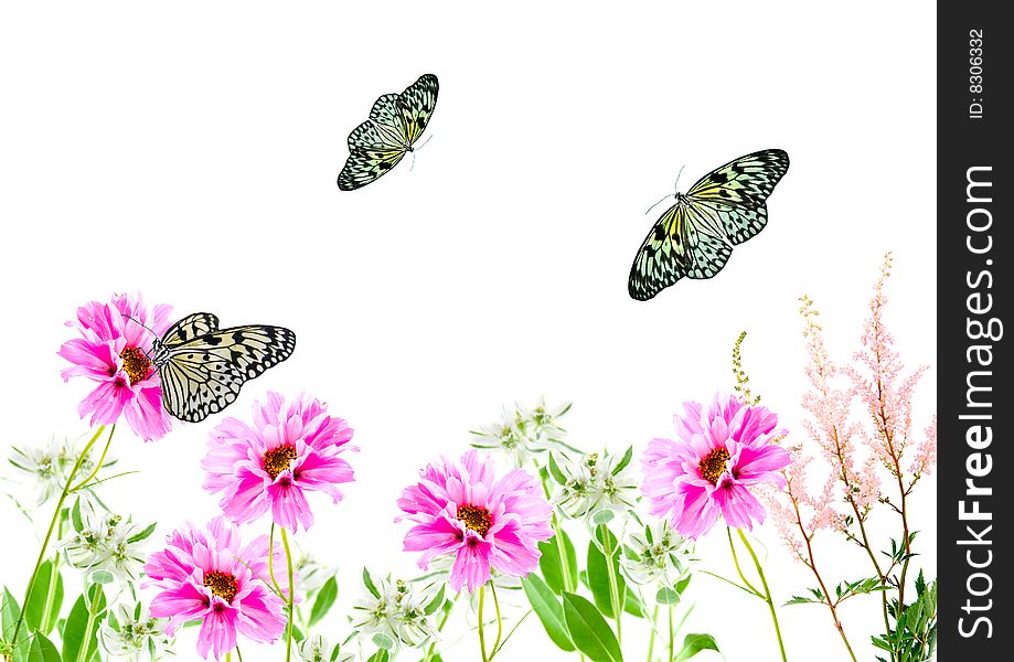 Composition from flowers and butterflies on a white background
