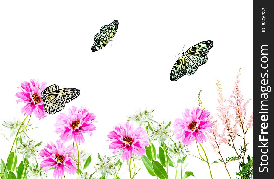 Flowers And Butterflies