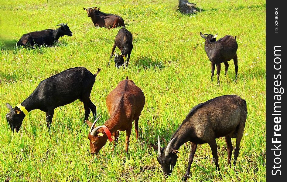 Colored Goats grazing in farm. Colored Goats grazing in farm.