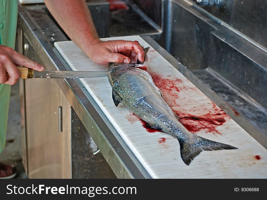Fisherman filleting a fresh catch of salmon. Fisherman filleting a fresh catch of salmon.