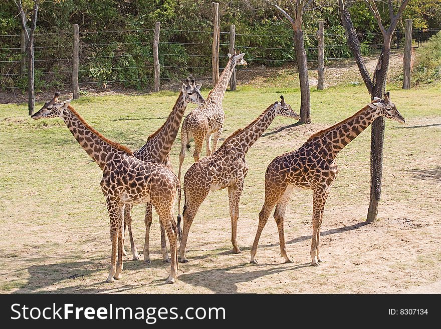 Group of Five Young Giraffes on the Lookout