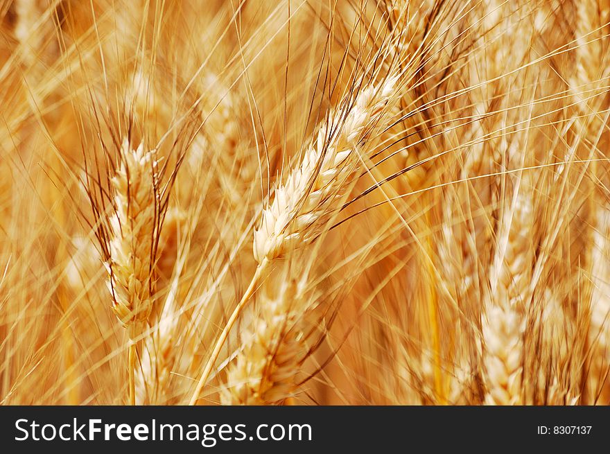 Golden Wheat Closeup