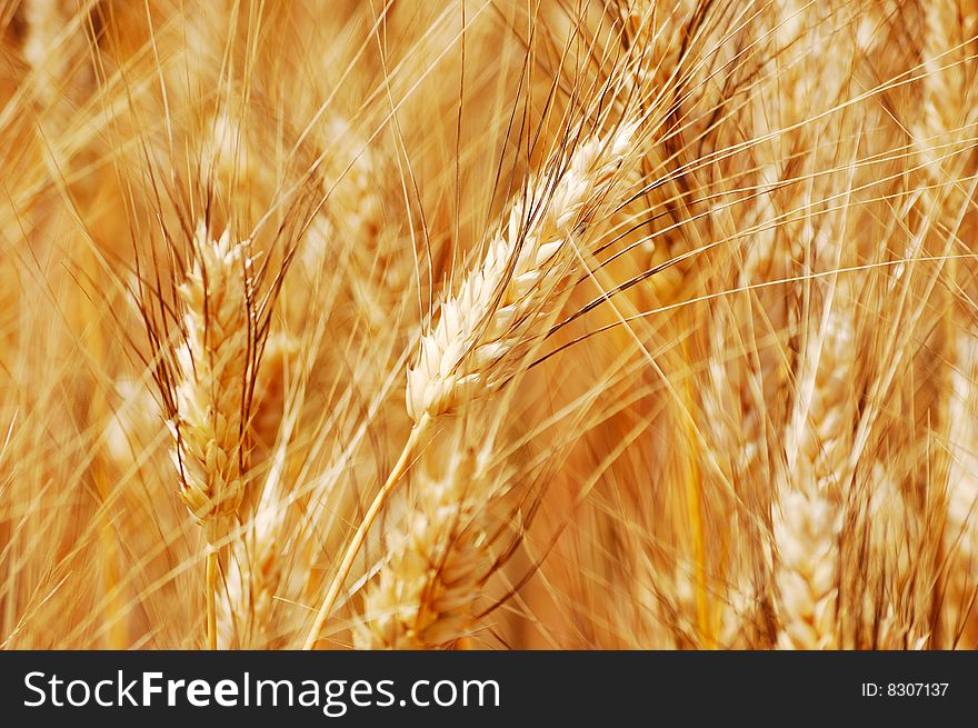 Ripe golden wheat ears closeup. Ripe golden wheat ears closeup