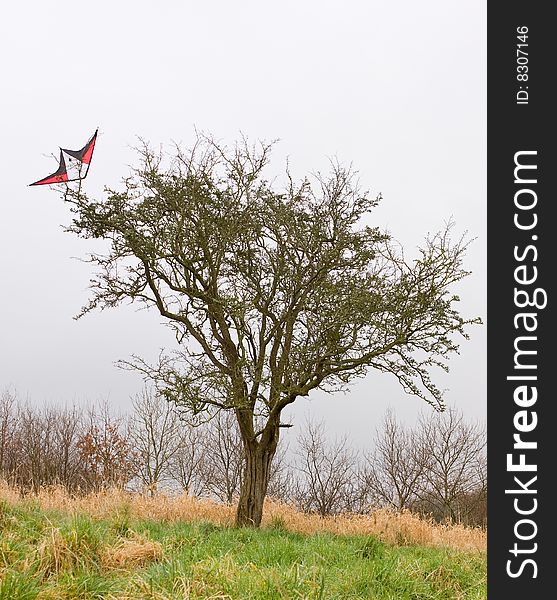 Kite stuck high in the branches of a tree. Kite stuck high in the branches of a tree