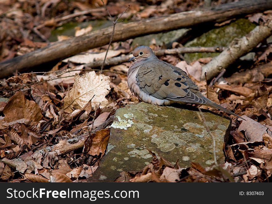 A shot of a dove resting on a rock. A shot of a dove resting on a rock.