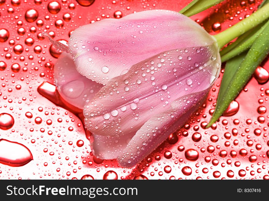 Pink tulip with water droplets