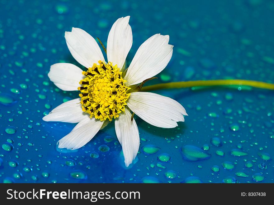 Close-up of chamomile with water drop, macro