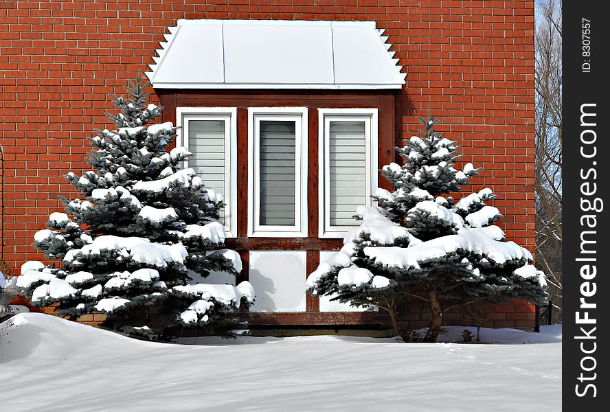 Bay window and two evergreens