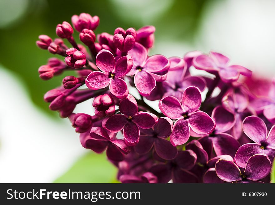 Bunch Of Lilac Flower