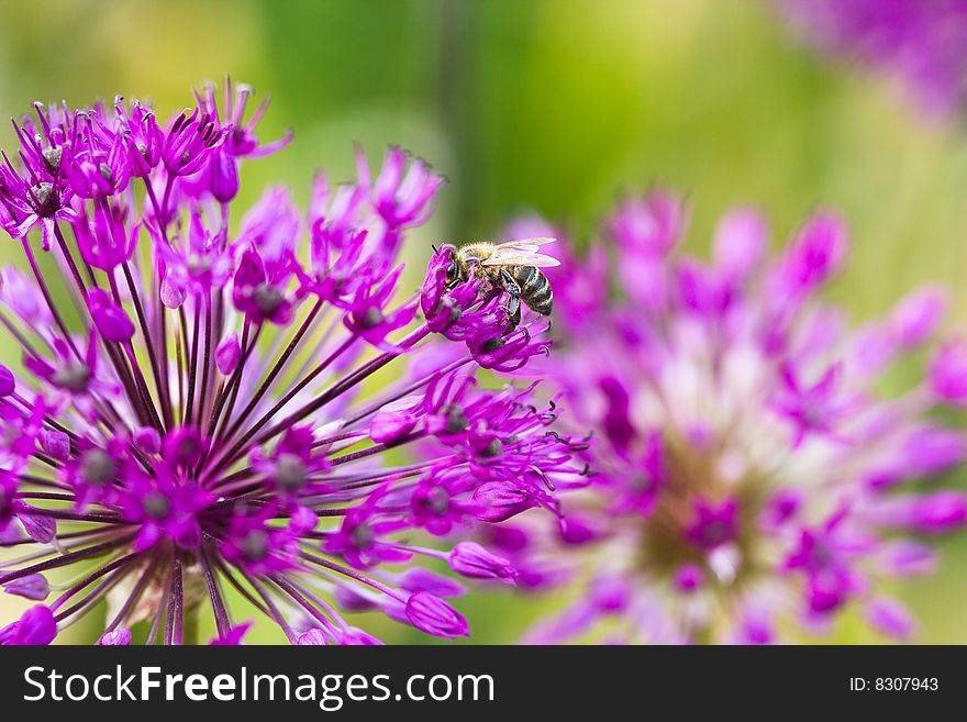 Bee on violet flower