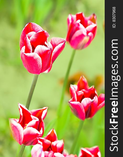 Close-up of pink tulip on field