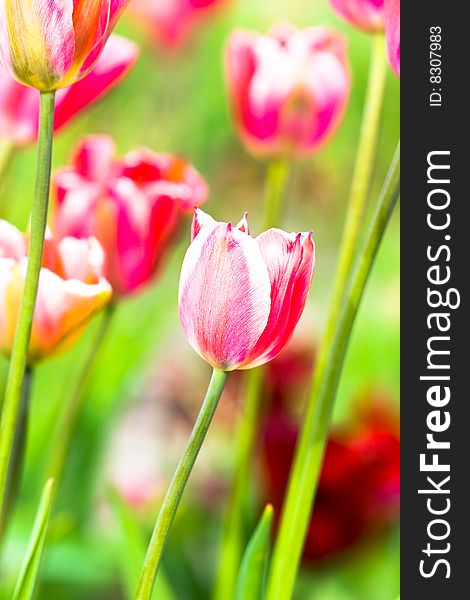 Close-up of pink tulip