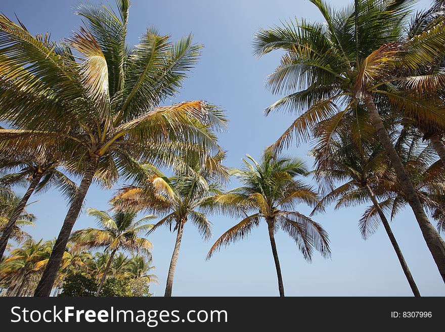 Group of palm trees on a blue sky. Group of palm trees on a blue sky