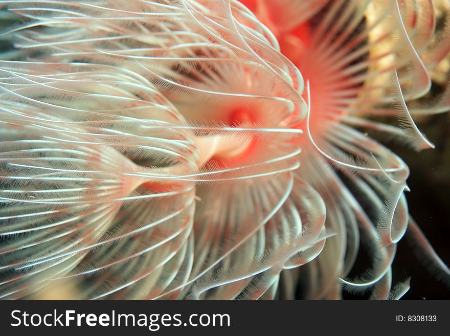 Christmas Tree worms (spirobranchus giganteus) extended and feeding