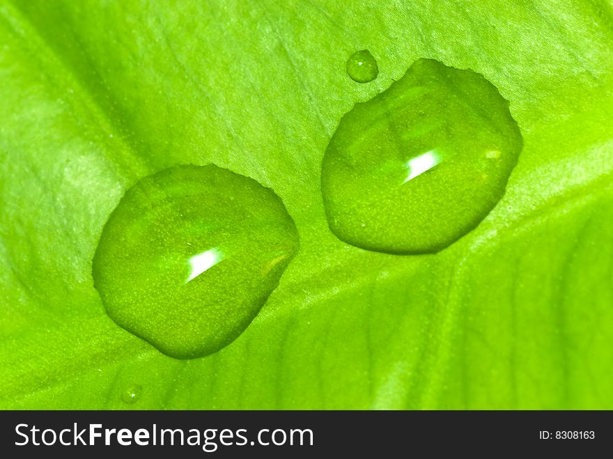 Green Sheet Background With Raindrops. Close Up