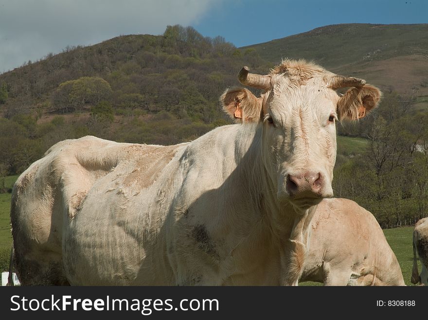 Cream colored cow with bent horns looking directly into camera, head and torso. Cream colored cow with bent horns looking directly into camera, head and torso.