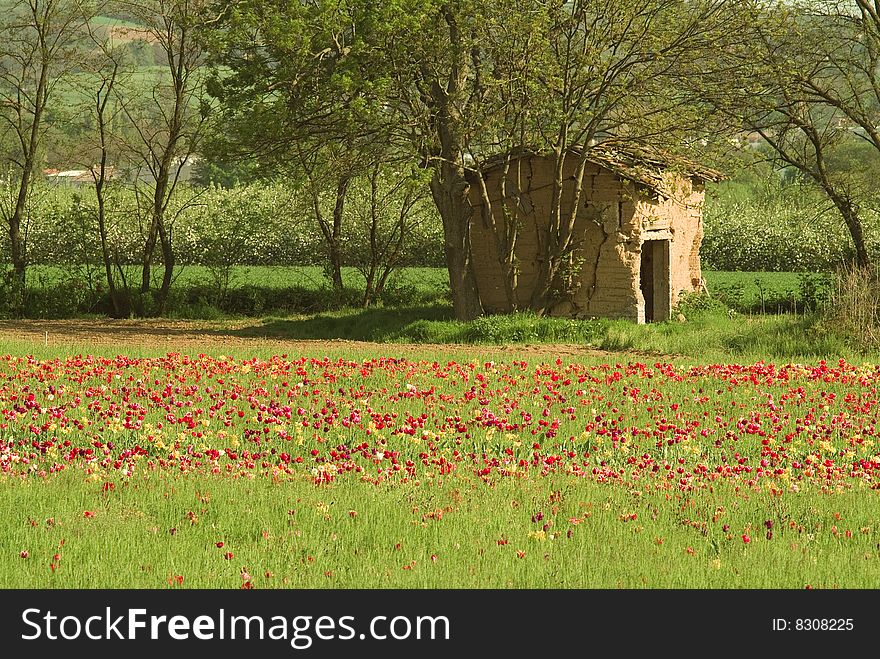 Stone shed and tulip field