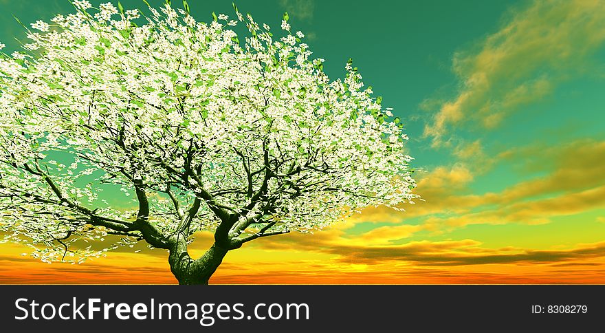 Blossoming tree in the sunset