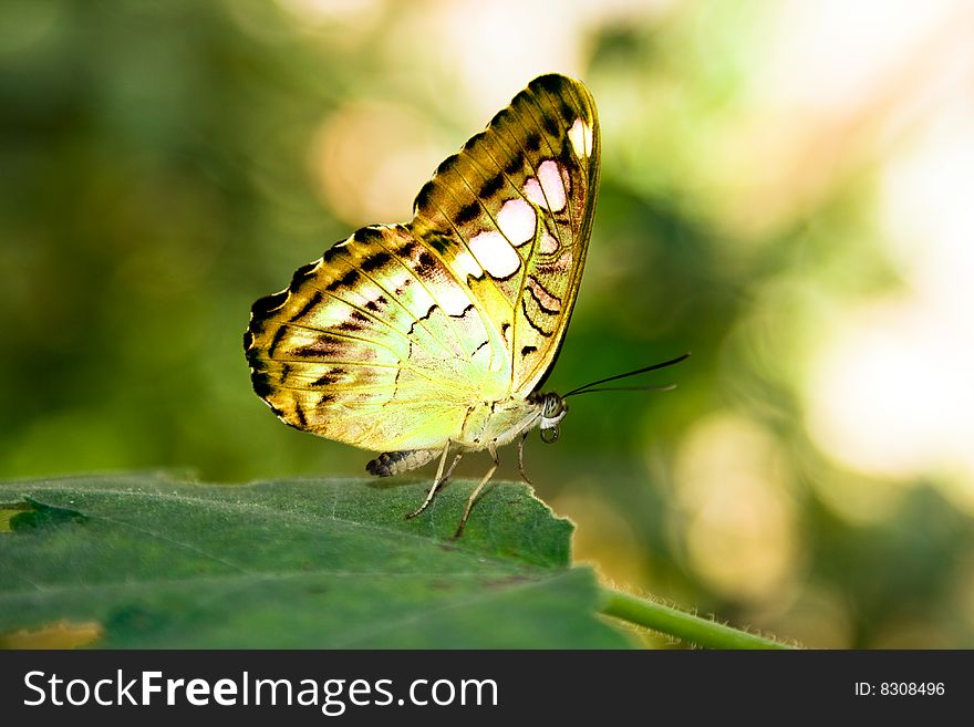 Yellow butterfly on a green leaf