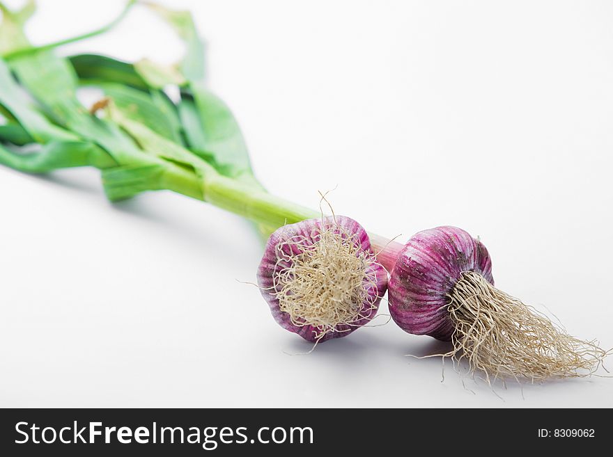 Two whole plants of purple-skinned garlic on white background. Two whole plants of purple-skinned garlic on white background