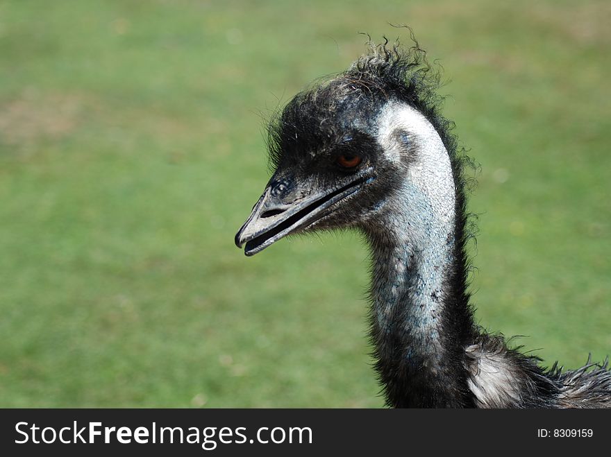 Close up of Emu head