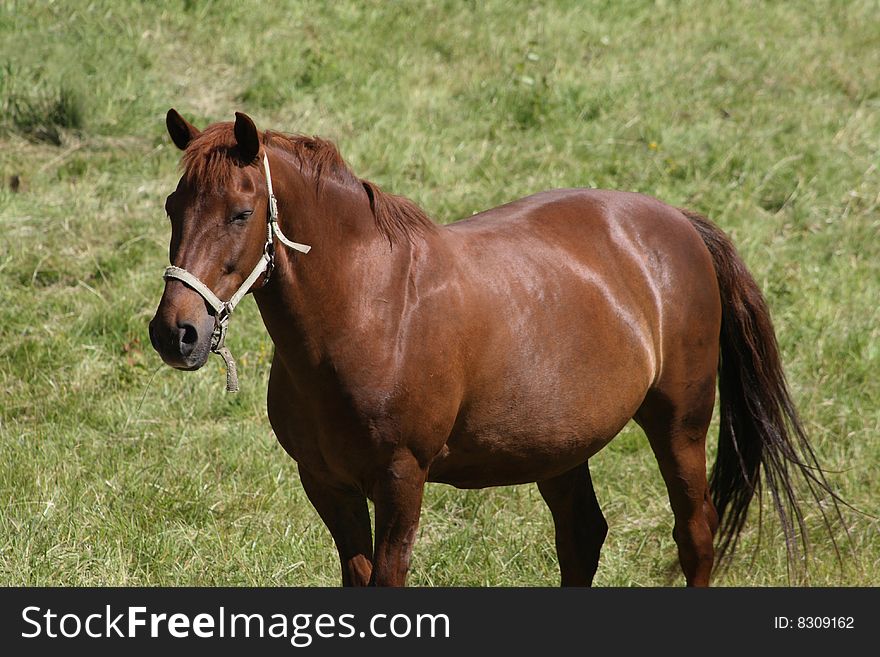 Beautiful brown horse waiting for something