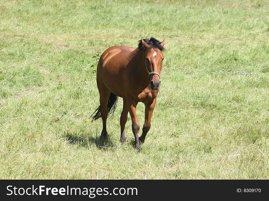 Beautiful brown horse strolling in the grass
