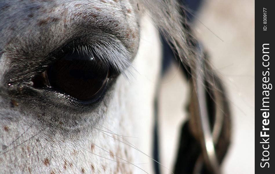 Beautiful horse eye in close up