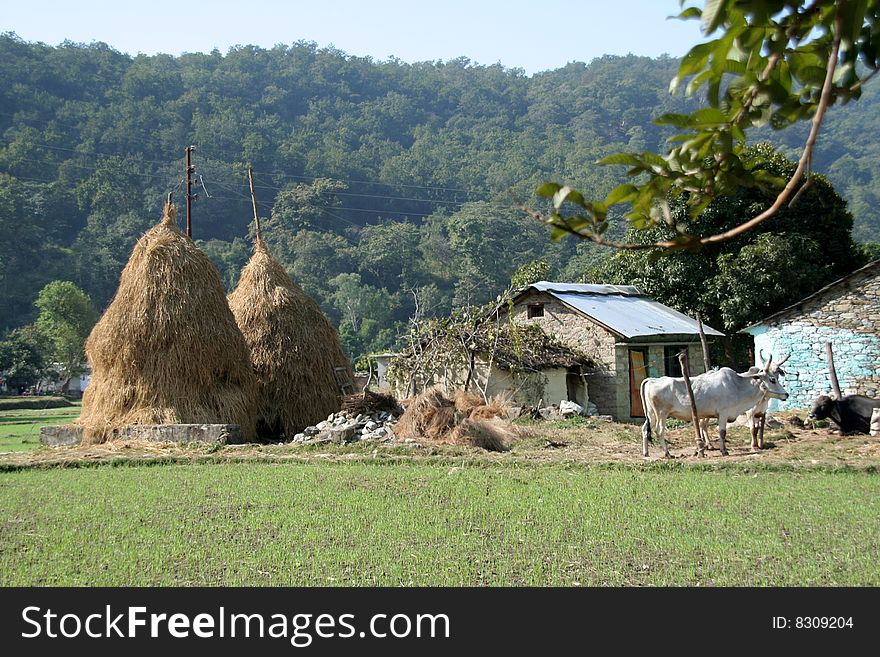 Scene of typical Indian village with hay stalk towers, house and cattle. Scene of typical Indian village with hay stalk towers, house and cattle