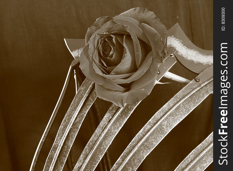 Red rose framed by metal. Red rose framed by metal.