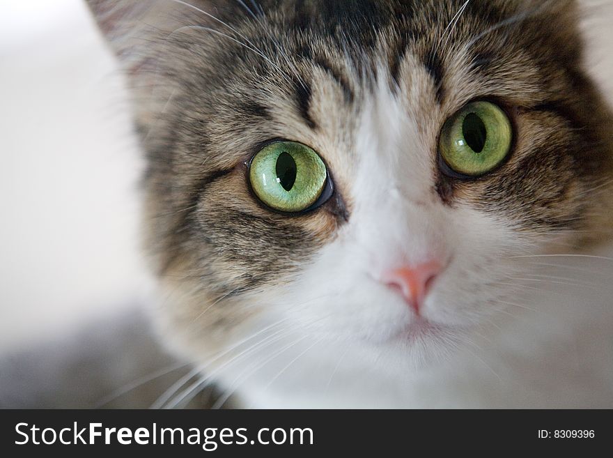 Cute Soft Cat With Piercing Green Eyes