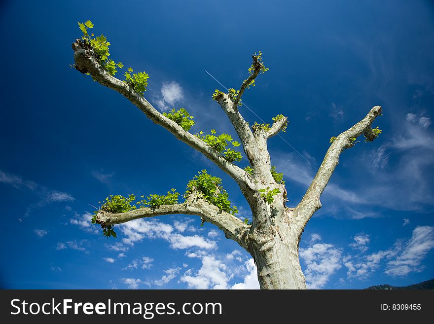 Branches of a tree show like arms in the sky.