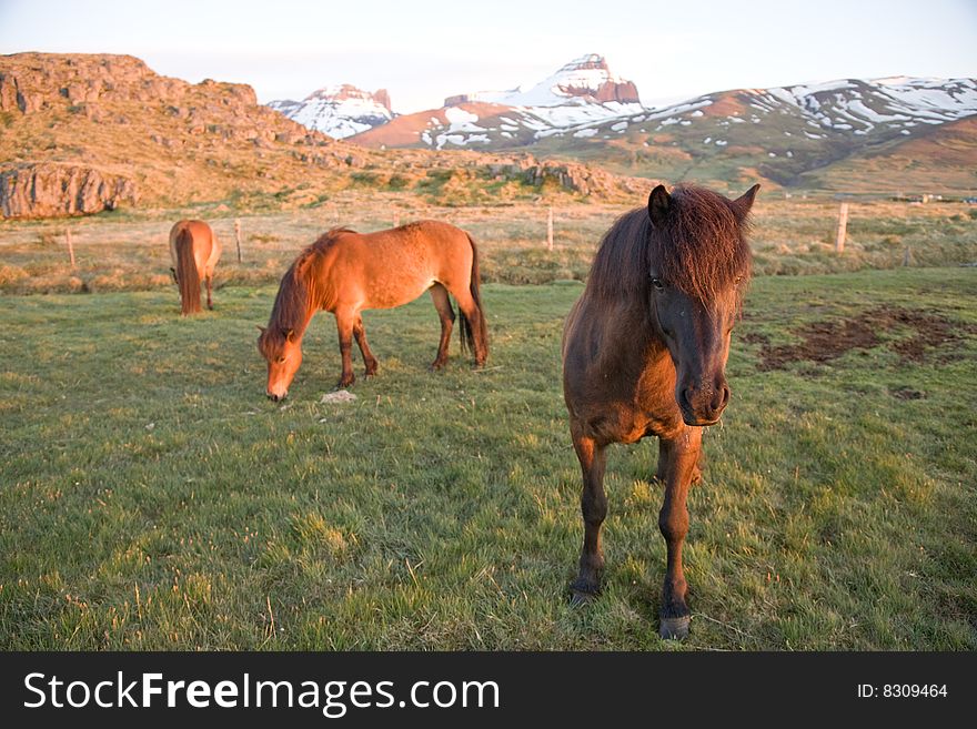 Iceland ponys