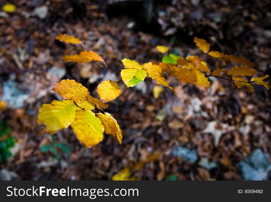 Fine branch with autumn colored leaves. Fine branch with autumn colored leaves.