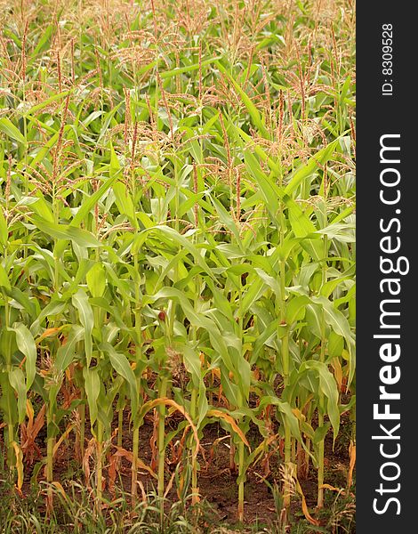 Detail of corn ripening in the summer sun. Detail of corn ripening in the summer sun