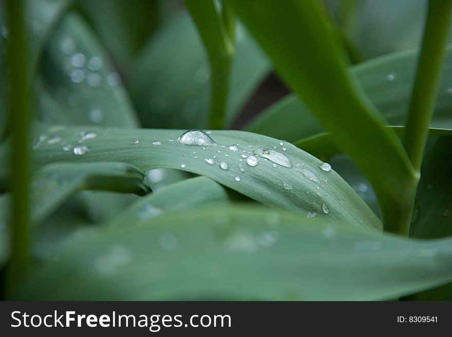 Dew drops on tulip leaves on green background.