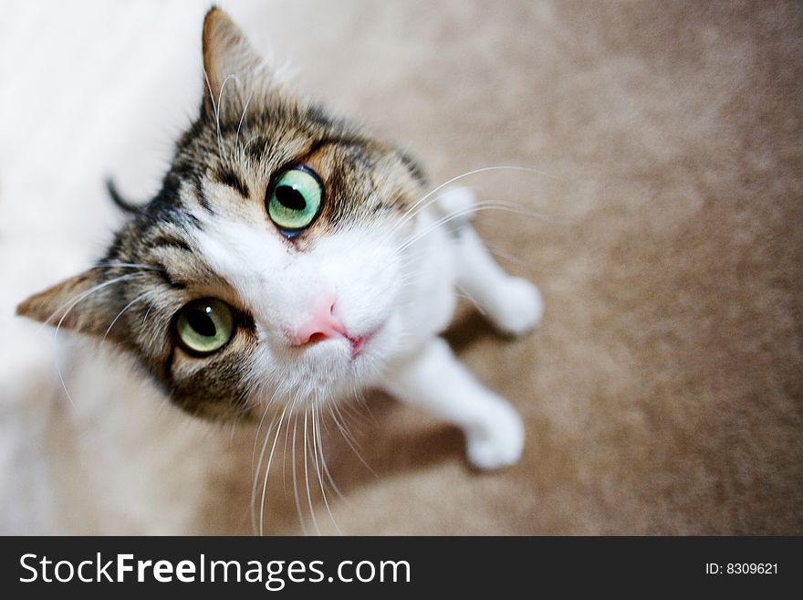 A portrait of a cute black and white cat. A portrait of a cute black and white cat.