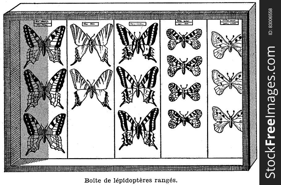 BoiÌ‚te-papillons