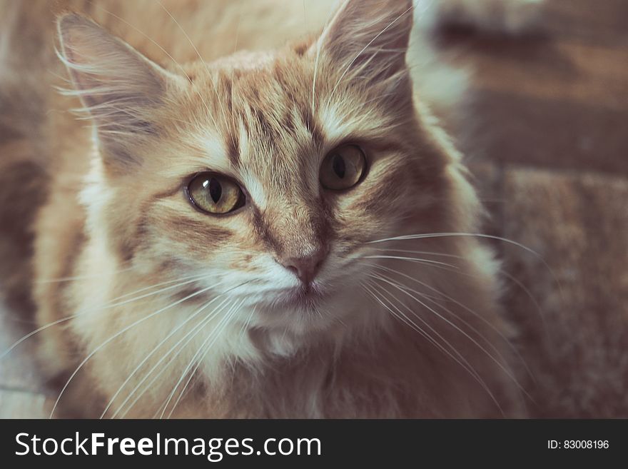 Portrait of domestic long haired cat indoors in sunlight.