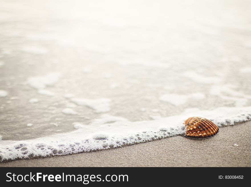 Seashell on beach