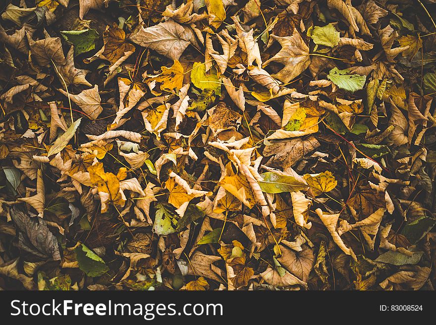 Brown and Green Leaves