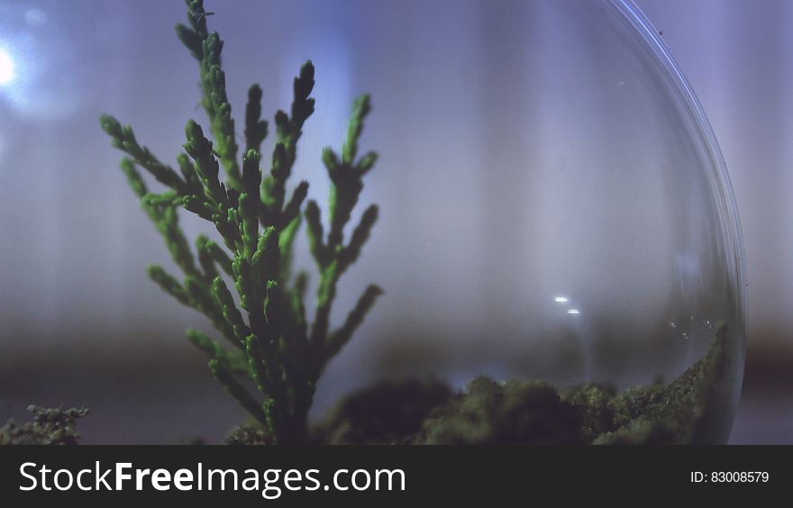 Close up of plant inside glass terrarium. Close up of plant inside glass terrarium.